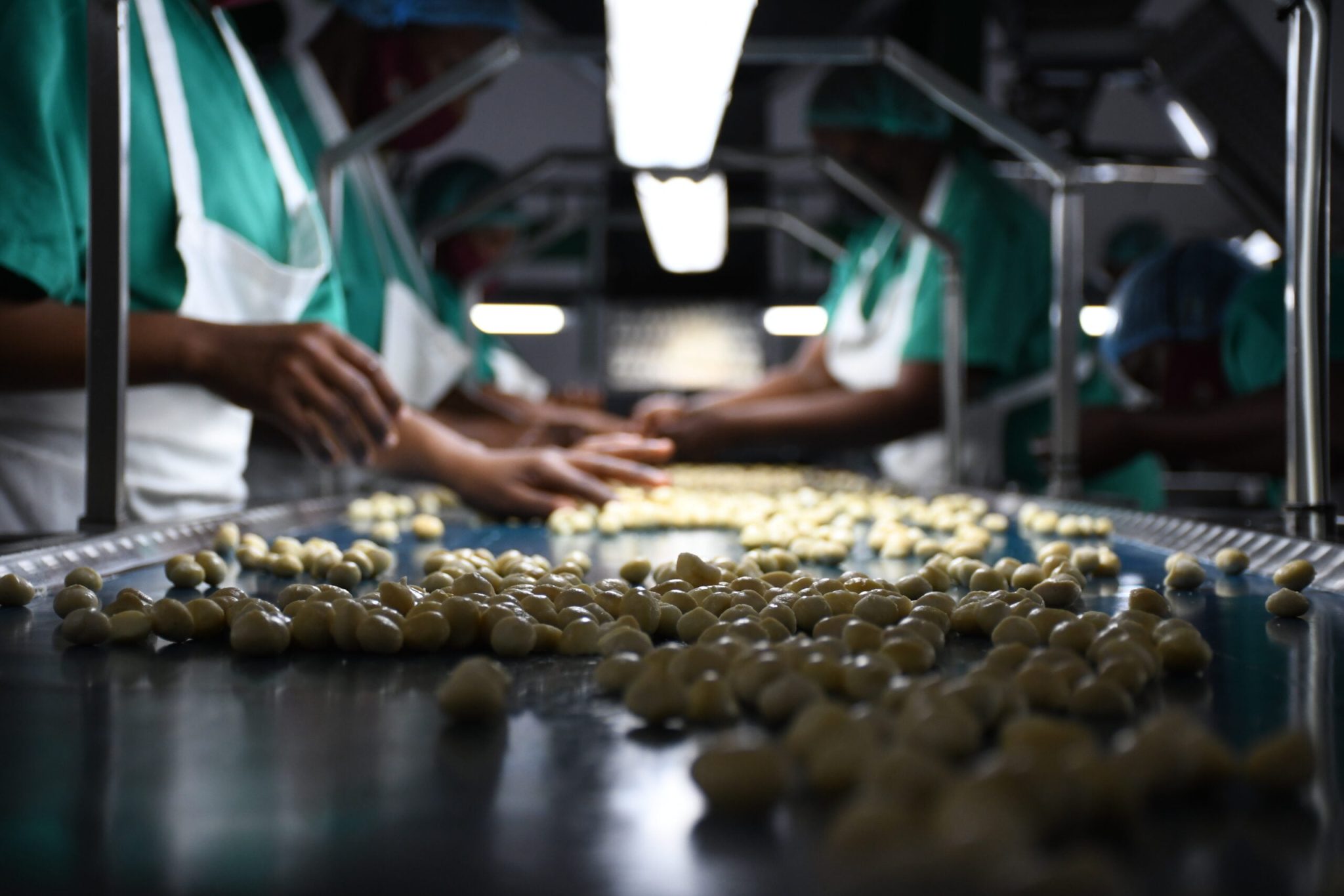 Macadamia Kernel Sorting
